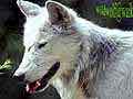 Consulter la fiche détaillée : Wildwolf | Photos de loups